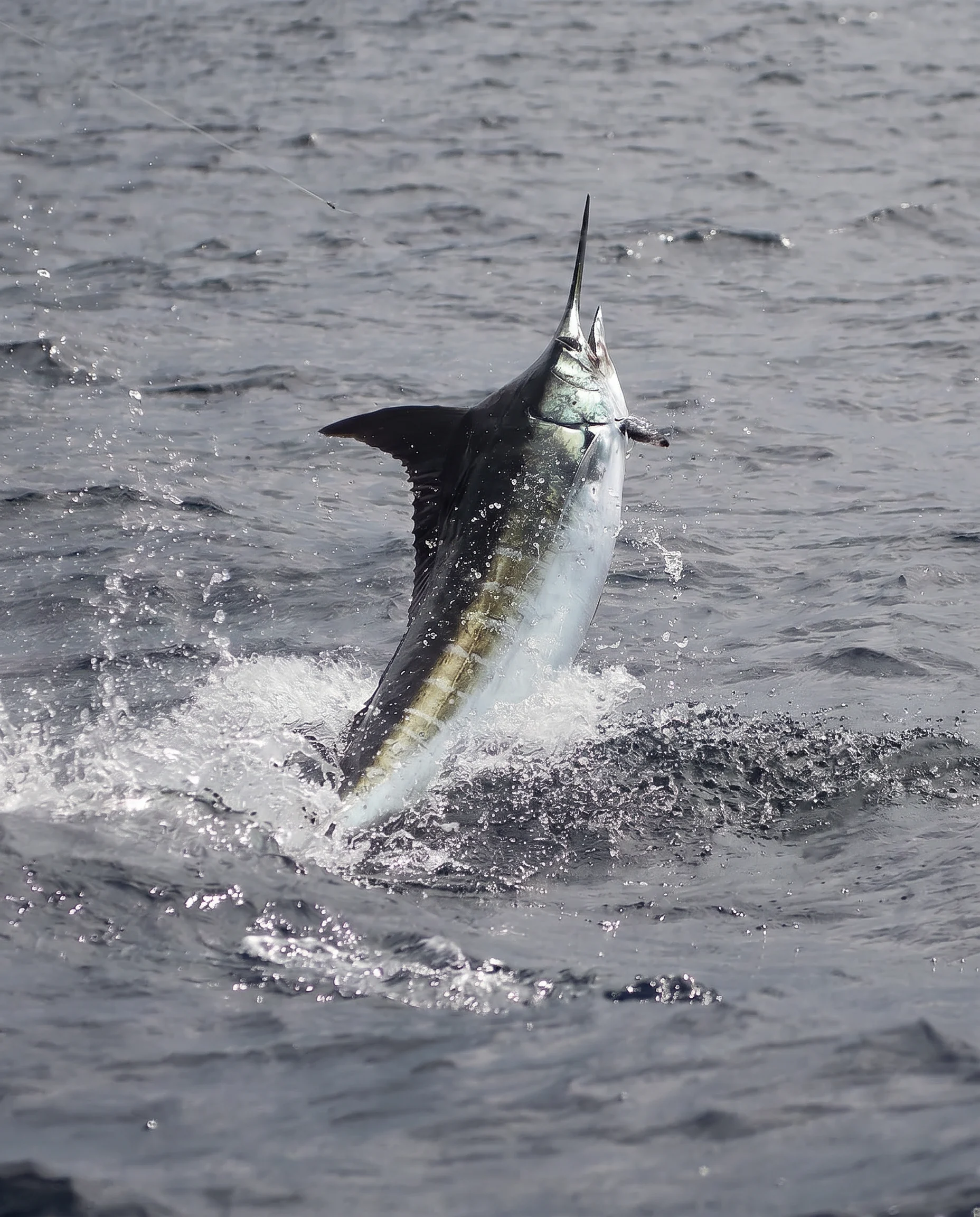 discover the best fishing charters in tauranga