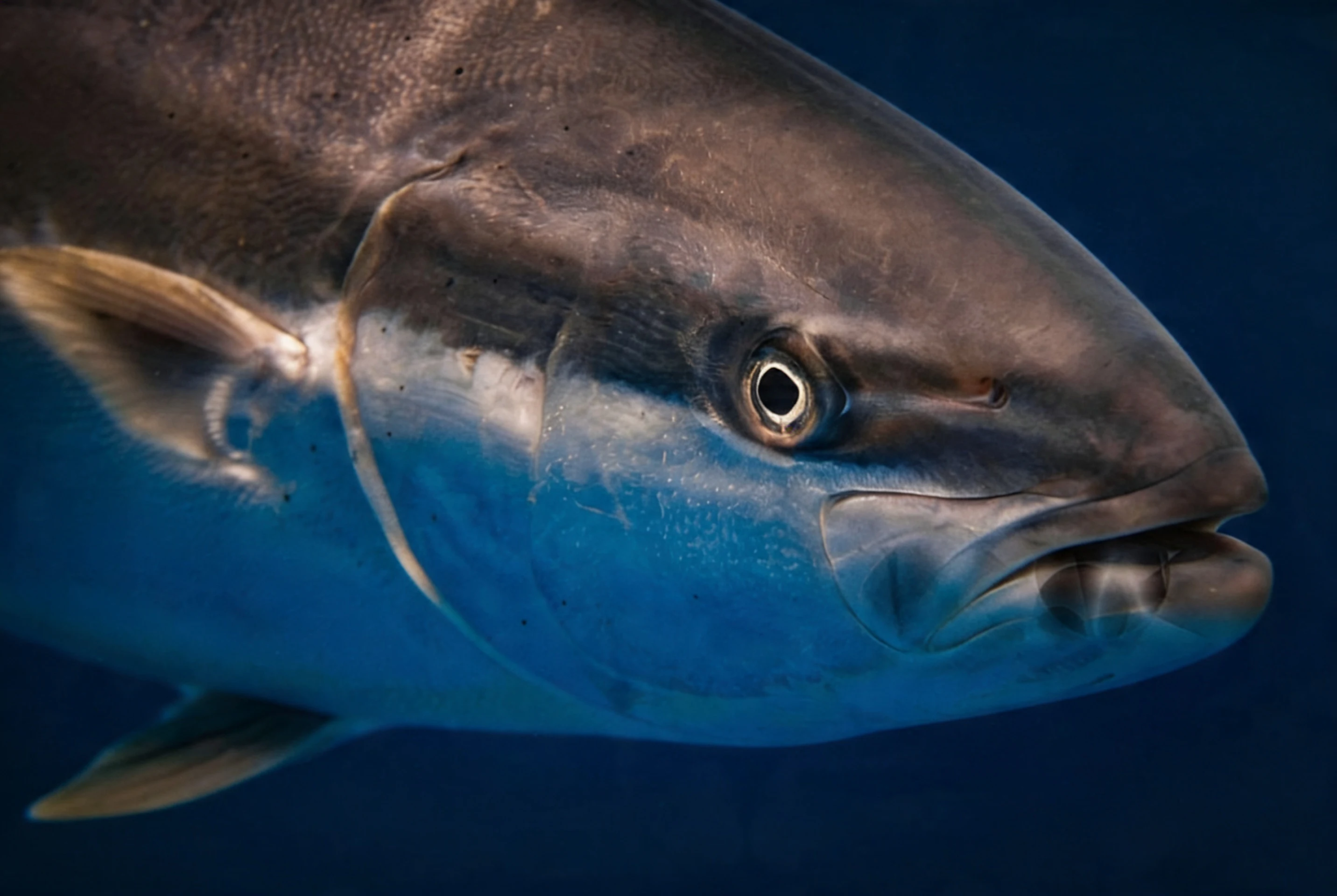 kingfish nz image