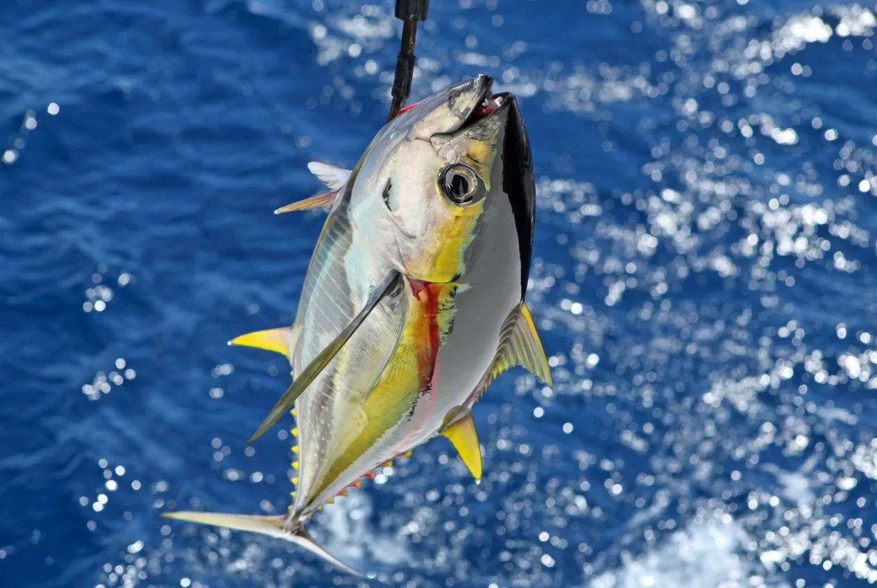 tuna fishing