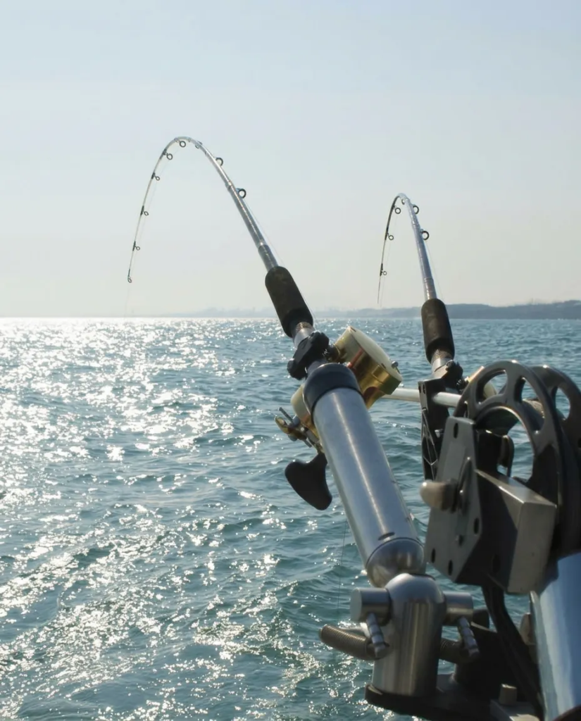 what to expect on a kingfish trip nz