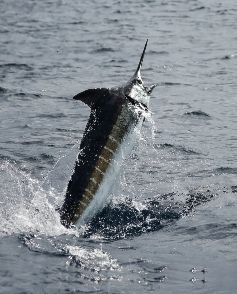 what to expect on a marlin fishing trip