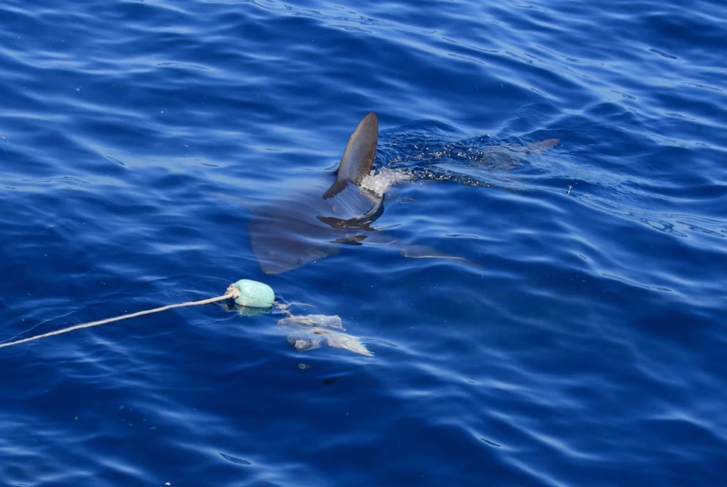 what to expect on a shark fishing trip new zealand