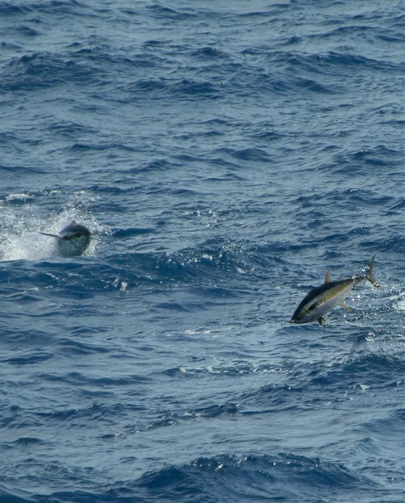 what to expect on a tuna fishing trip