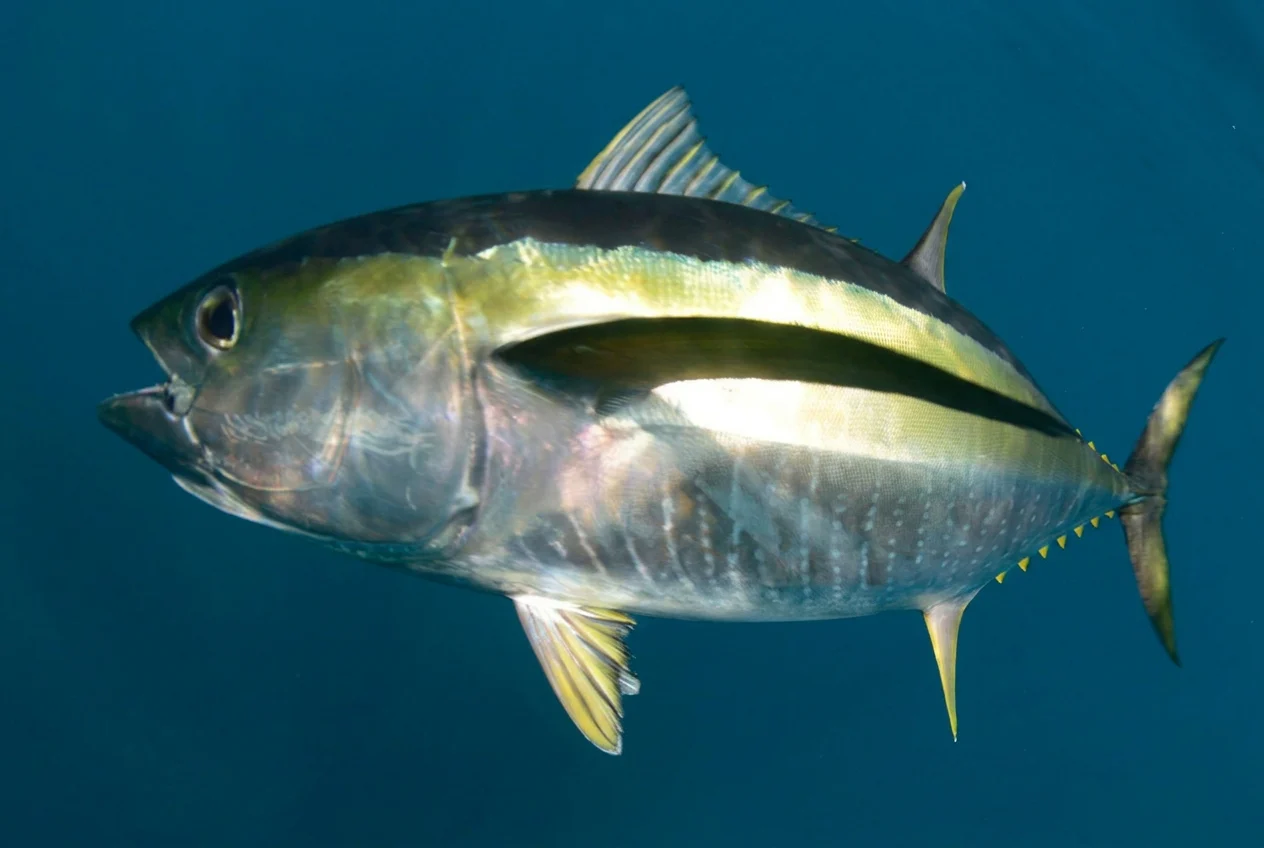 yellowfin tuna new zealand.webp