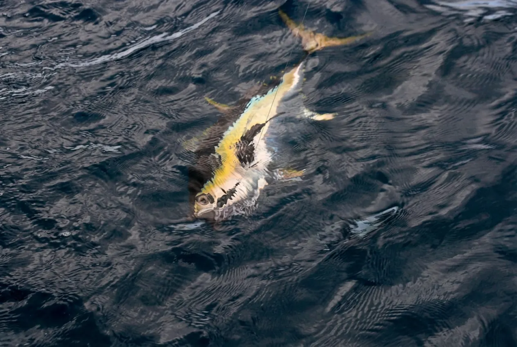 Best Time for Marlin Fishing in NZ (Season Guide) best time marlin fishing nz.webp