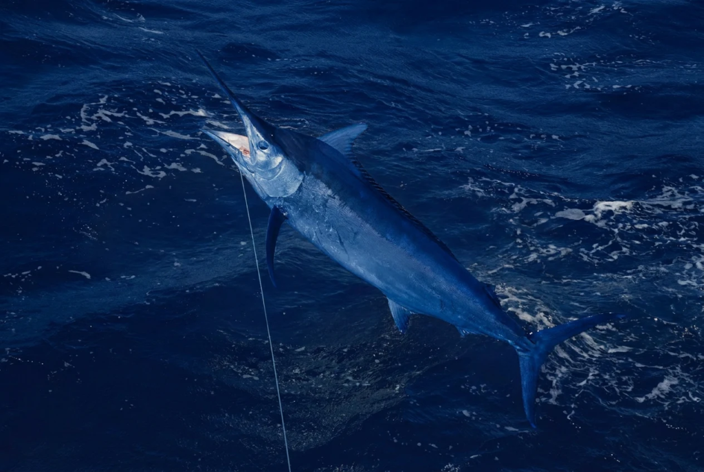 hidden offshore fishing nz.webp