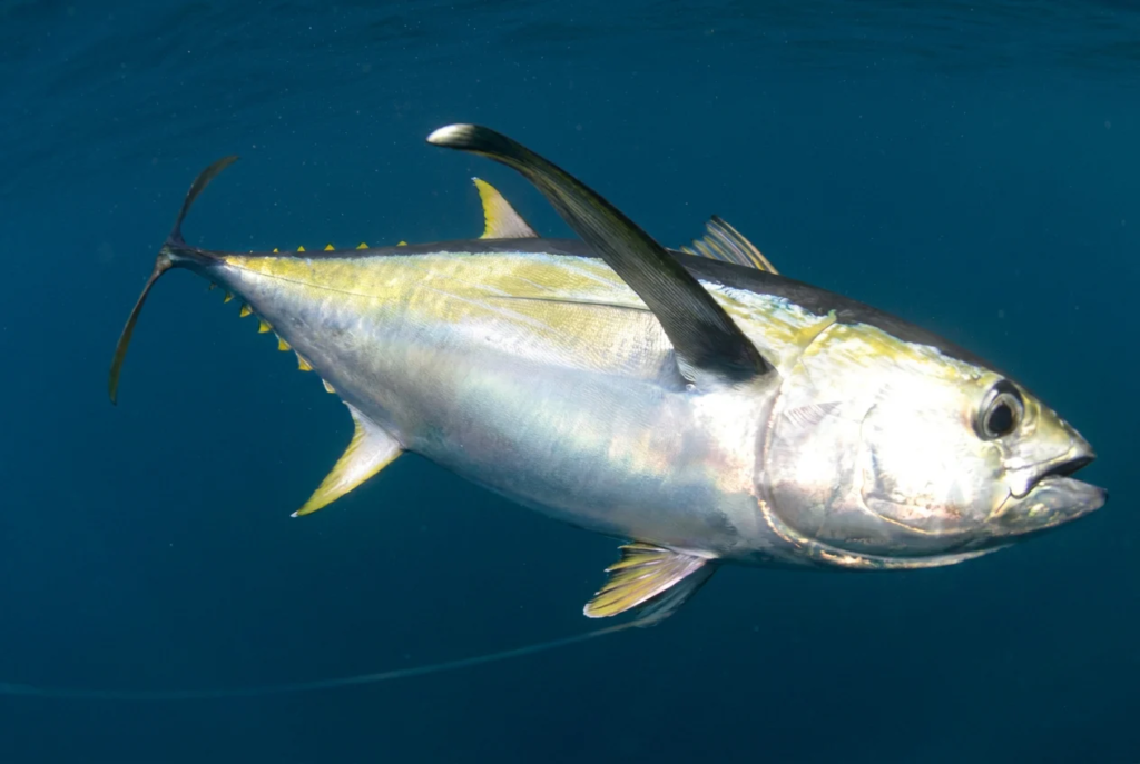 kingfish fishing new zealand.webp