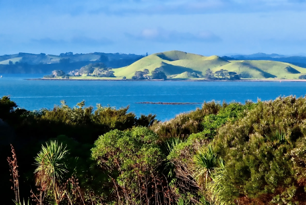 northland offshore fishing nz .webp